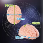 Brain Haker DX onahole review from XTC-Japan by PercyOna